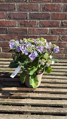 Lot 1017 - Blue Hydrangea