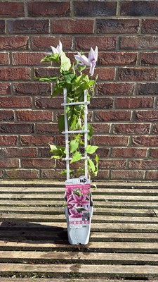 Lot 1018 - Pink striped Clematis