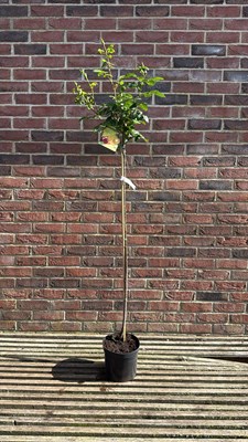 Lot 1019 - Standard Rose - ‘Oriental peace’