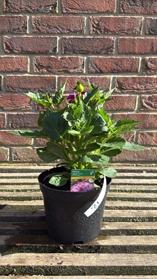 Lot 1021 - Dahlia - ‘Lubega Power Violet bicolour’