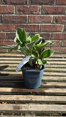 Lot 1022 - Hosta - ‘Francee’