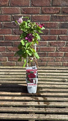Lot 1023 - Red Clematis