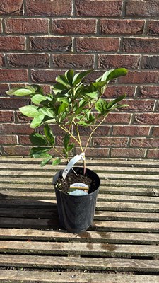 Lot 1024 - Peony - ‘Shirley Temple’