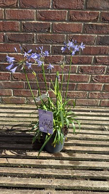 Lot 1025 - Agapanthus - ‘Nolia’