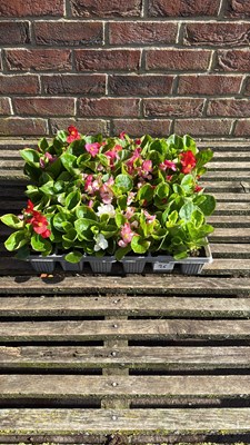 Lot 1026 - 4 packs of 6 Begonias