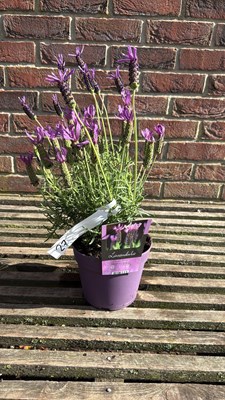 Lot 1027 - Butterfly Lavender