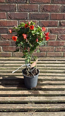 Lot 1029 - Patio Abutilon