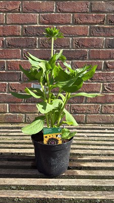 Lot 1030 - Rudbeckia - ‘Summerdaisy’s Choco Sun’