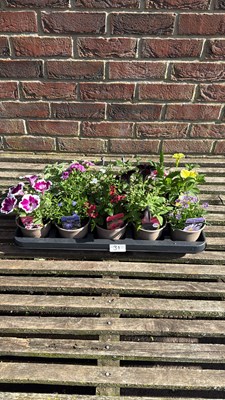 Lot 1031 - Tray of 10 mixed basket plants