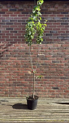 Lot 1032 - Apple tree - ‘Discovery’