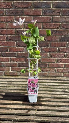 Lot 1033 - Pink striped Clematis