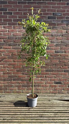 Lot 1034 - Salix - ‘weeping pussy willow’