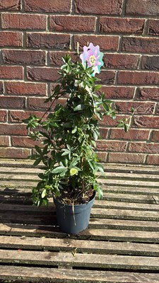 Lot 1035 - Passion Flower - ‘Blooming Dreams’
