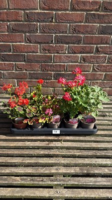 Lot 1036 - Tray of 10 mixed Geraniums