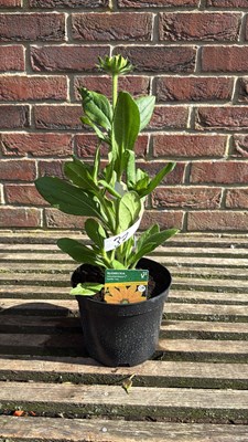 Lot 1037 - Rudbeckia - ‘Summerdaisy’s Golden Sun’