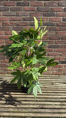 Lot 1039 - Fatsia
