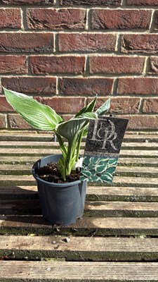 Lot 1040 - Hosta - ‘Patriot’