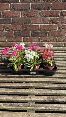 Lot 1041 - Tray of 6 Lewisia