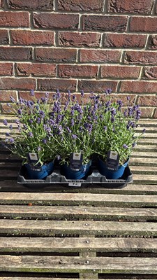 Lot 1042 - Tray of 6 Old English lavender