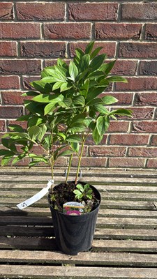 Lot 1043 - Peony - ‘Bowl of Beauty’