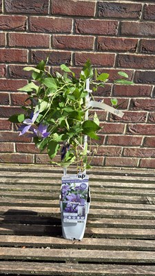 Lot 1044 - Purple Clematis