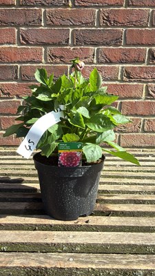 Lot 1045 - Dahlia - ‘Lubega Power Burgundy and White’