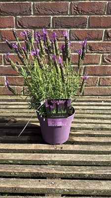 Lot 1046 - Butterfly Lavender