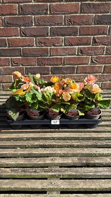 Lot 1047 - Tray of 10 mixed peach Begonias