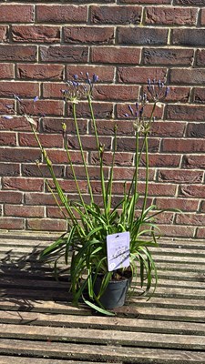 Lot 1048 - Agapanthus - ‘Nolia’