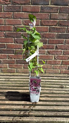 Lot 1049 - Pink striped Clematis