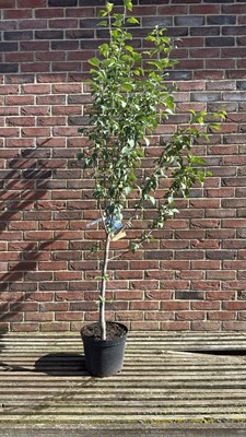 Lot 1050 - Plum tree - ‘Damson'