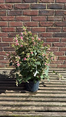 Lot 1052 - Star Fuchsia