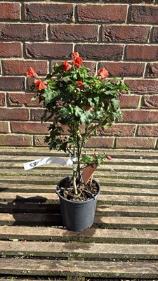 Lot 1053 - Patio Abutilon