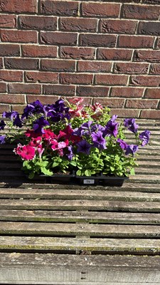 Lot 1054 - 4 pack of 4 mixed Petunias