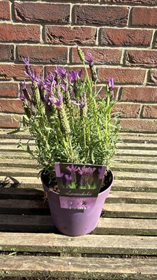Lot 1055 - Butterfly lavender