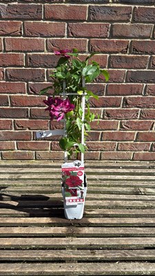 Lot 1056 - Red Clematis