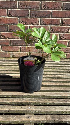 Lot 1058 - Peony - ‘Best man’