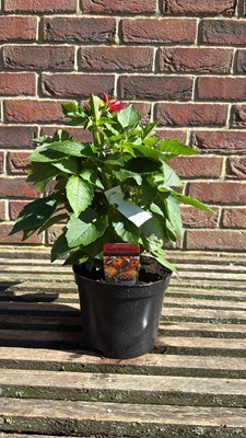 Lot 1059 - Dahlia - ‘Red Bicolour’