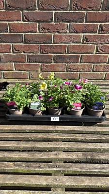 Lot 1060 - Tray of 10 mixed basket plants
