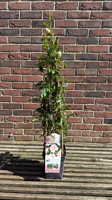 Lot 1061 - Climbing rose - ‘New Dawn’