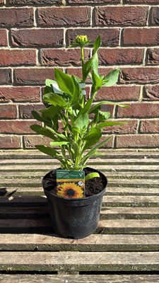 Lot 1062 - Rudbeckia - ‘Summerdaisy’s Compact Double Dark...