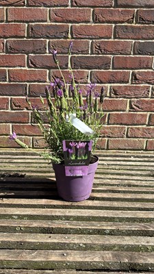 Lot 1063 - Butterfly Lavender