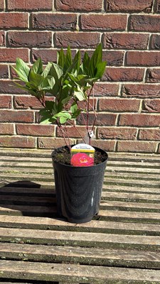 Lot 1064 - Peony - ‘Karl Rosenfield’