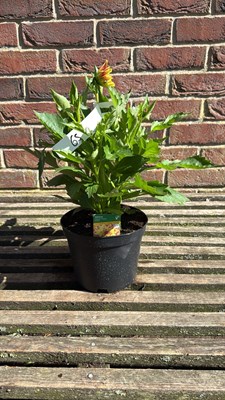 Lot 1065 - Dahlia - ‘Lubega Power Tricolour’