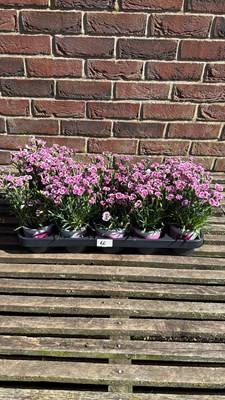 Lot 1066 - Tray of 10 Dianthus Pink Kisses