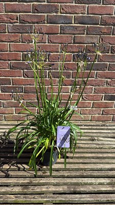 Lot 1068 - Agapanthus - ‘Nolina’