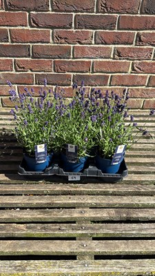 Lot 1069 - Tray of 6 Old English Lavender