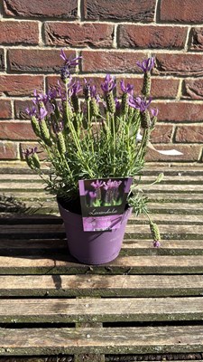 Lot 1070 - Butterfly Lavender