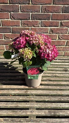 Lot 1071 - Hydrangea Macrophylla