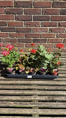 Lot 1072 - Tray of 10 mixed Geraniums